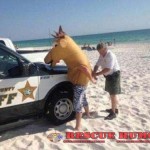 Funny arrest