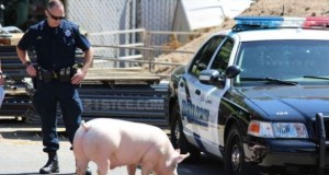 Funny police