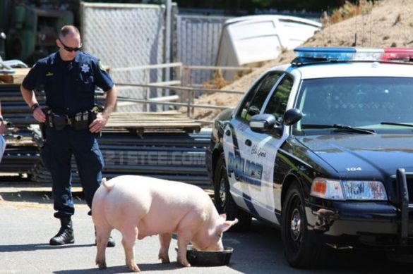 Funny police