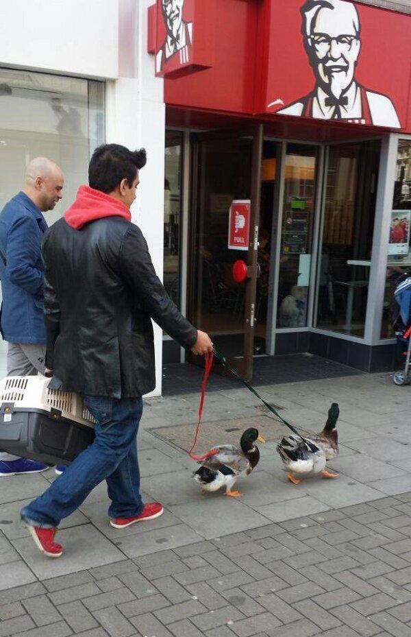 picdump-1095-10-1