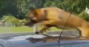 Police dog