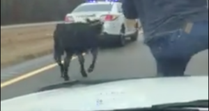 Cowboy on police car